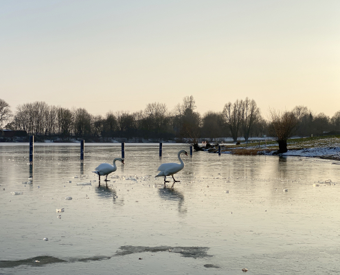 Schwäne am Ludwigsfelder See während der Winterwanderung Schwäne auf dem Eis des Ludwigsfelder Baggersees, aufgenommen während der Winterwanderung